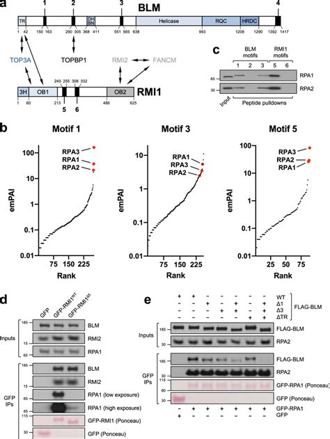 Identification Of Conserved Rpa Binding Motifs In The Btr Complex A