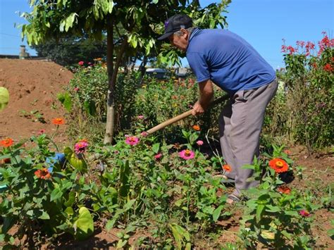 G Morador Transforma Terreno Baldio Em Jardim De Flores Em Vilhena