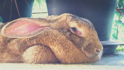 Flemish Giant Rabbit Care All Your Questions Answered