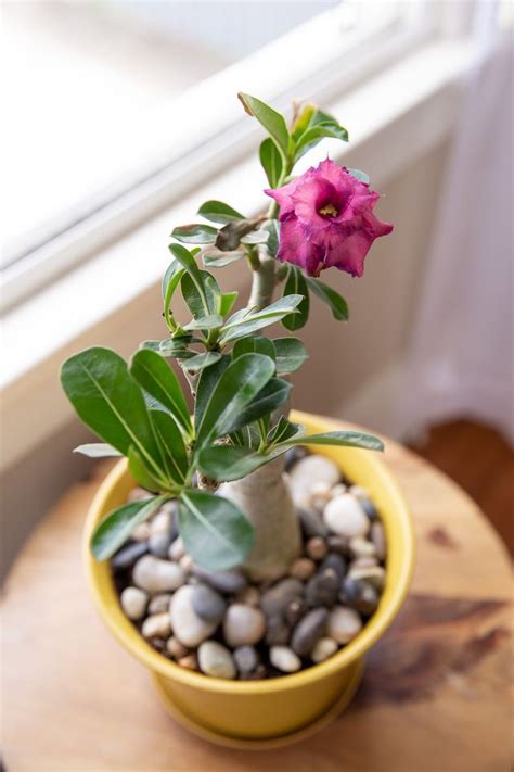 Follow This Easy Guide To Grow Beautiful Desert Rose Plants Desert