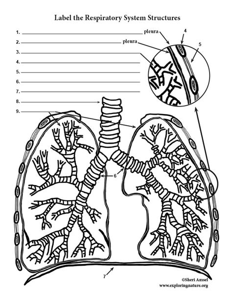 Respiratory System Labeling