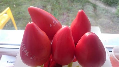 Сердце теленка (Calf’s Heart) — Семена Томатов