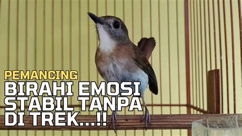 SUARA PEMANCING BIRAHI SRDC DAN EMOSI STABIL TANPA DI TREK Sikatan