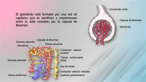 I Formaci N De La Orina Por Los Ri Ones Filtraci N Glomerular Flujo