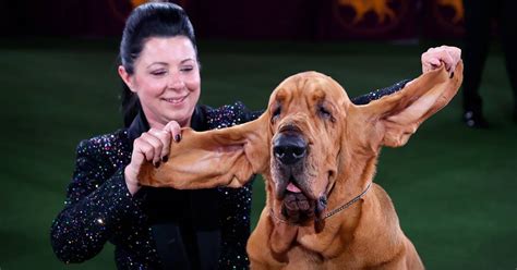 Фото дня: гордый победитель выставки собак