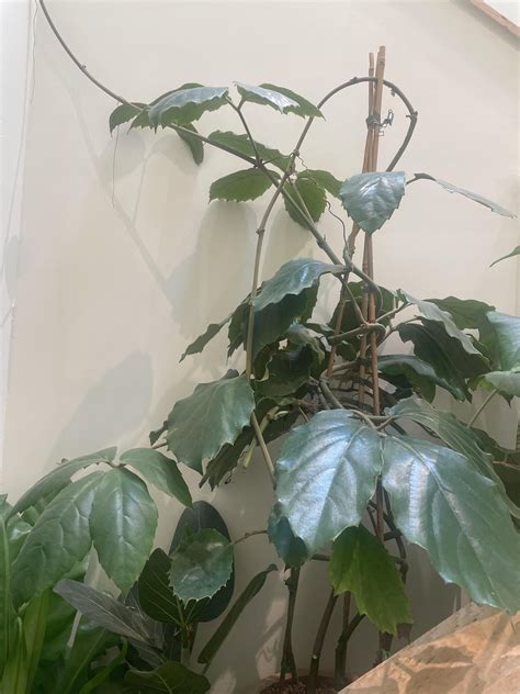 I saw this beautiful indoor vine with fuzzy leaves and it reminds me of