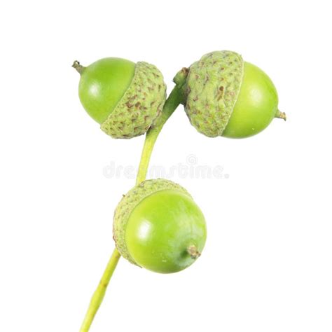 Green Acorns Isolated On White Background Stock Image Image Of Plant