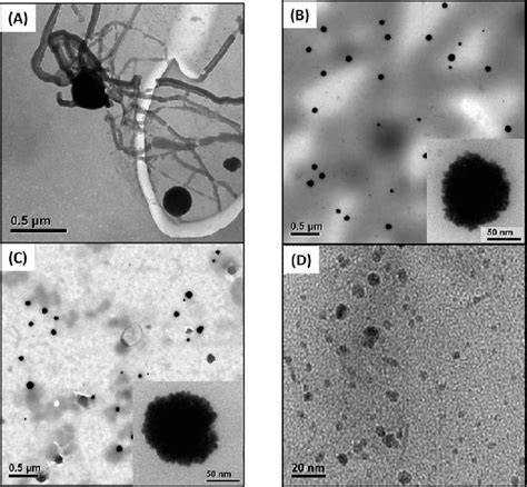 TEM Images Of The Products Obtained From The Incubation Of 2 MM HAuCl 4