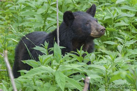 Shenandoah Wildlife - Traveler @ Home