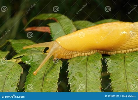 Close Up On The Large High Yellow Californian Banana Slug Ariolimax