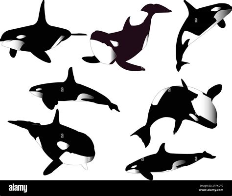 Whales Collection Vector Stock Vector Image And Art Alamy