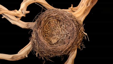 Finding An Empty Bird Nest Meaning Symbols And Synchronicity