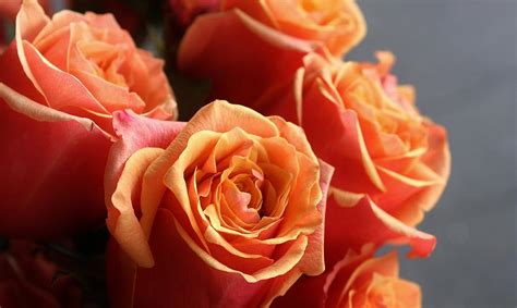 A Bundle Of Roses For You Photograph By Bruce Bley Fine Art America