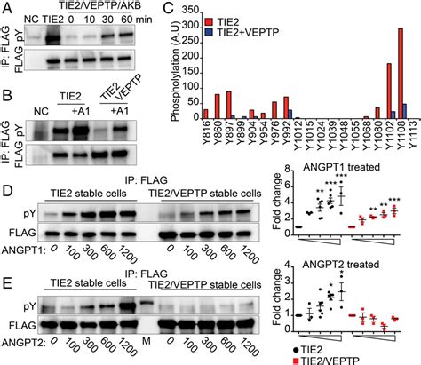 Angiopoietin 1 Measurement Semantic Scholar