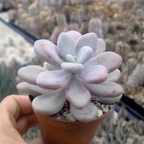 Graptopetalum amethystinum - Uhlig Kakteen - more than 5,000 different ...