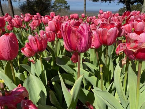 Tiptoe Through The Tulips In My Viewfinder