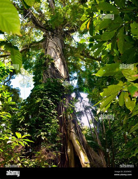 Tall Tree in the Amazon Rainforest Stock Photo - Alamy