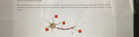 Solved Select The Correct Location On The Image Ryan Accidentally