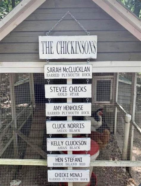 500 Best Chicken Names Funny Cute Unique Puns And More Homestead