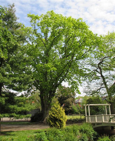 Quercus Rubra In Roath Park Pleasure Garden