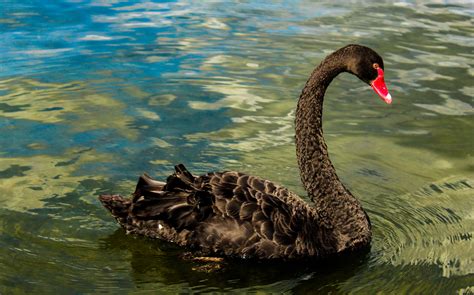 Black Swan Facts, Habitat, Conservation Status, Zoo Populations ...