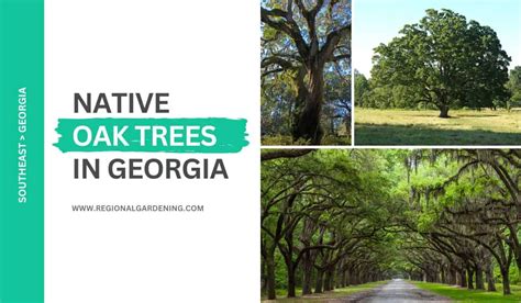 Native Maple Trees In Georgia: 7 Types To Know - Regional Gardening