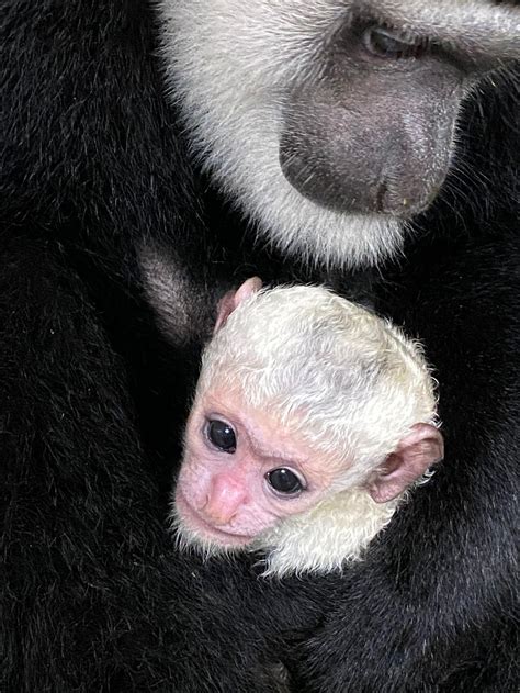 Cincinnati Zoo welcomes a baby colobus monkey | WOAI