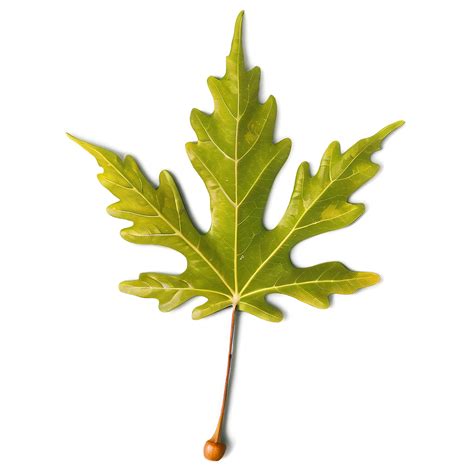 Download Autumn Oak Leaf Png Nqn