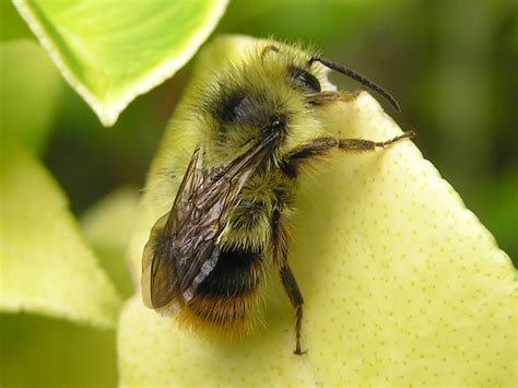 Species Welcome To The World Of Bees