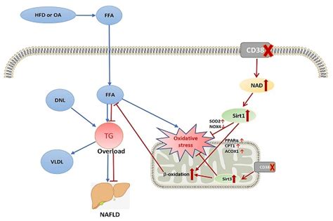 Cd38 Deficiency Protects Mice From High Fat Diet Induced Nonalcoholic