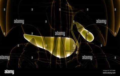 Organes internes humains pancréas avec vésicule biliaire Anatomie Photo