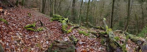 Johanniskreuz Nach Eschkopf Km