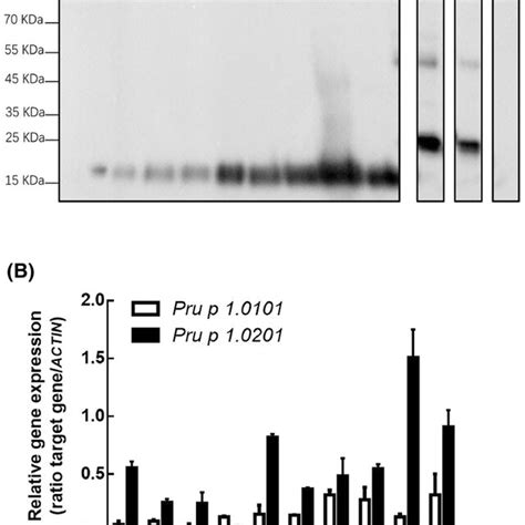 Immunoblot And Quantitative Polymerase Chain Reaction QPCR Of 10