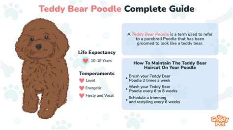 Teddy Bear Poodle - Your Complete Breed Guide - The Goody Pet