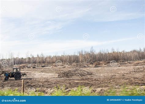 Young Trees Burned Down In A Forest Fire Stock Image Image Of