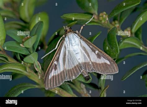 Box Tree Moth Cydalima Perspectalis Adult Male On Boxwood Leaves