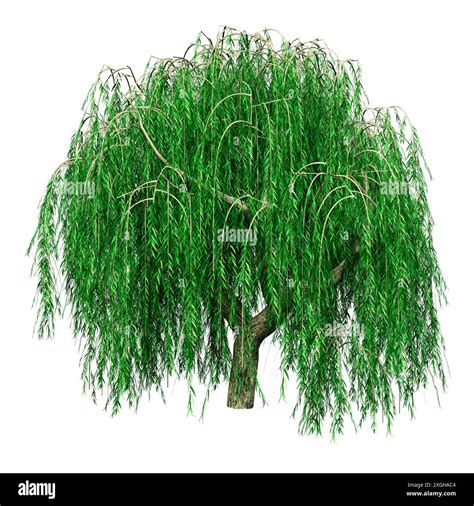 Salix Babylonica Illustration Hi Res Stock Photography And Images Alamy