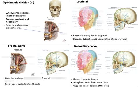 Diagram Of 11 Ophthalmic Division Of The Trigeminal Nerve Quizlet