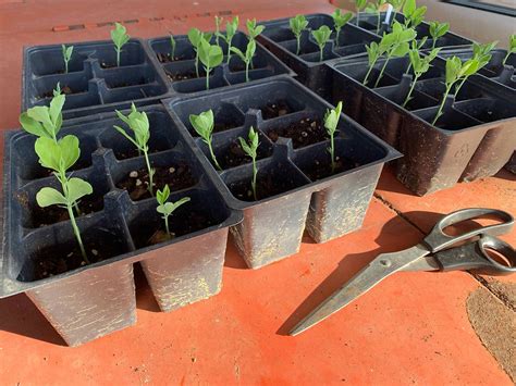 How And Why To Pinch Sweet Peas