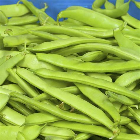 Pole Beans Flat Green Phaseolus Vulgaris My Garden Life