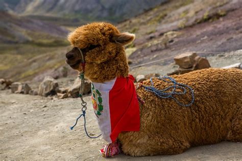 La cordillera de los andes o andina es la cadena montañosa continental