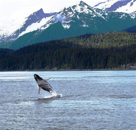 Pin by Miriam Avilés on Dolphins and whales | Travel, Natural landmarks