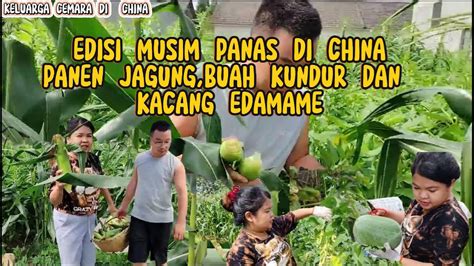 PANEN JAGUNG BUAH KUNDUR DAN KACANG EDAMAME DI KEBUN MERTUA DI CHINA