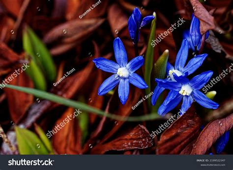 462 Genus Scilla Images, Stock Photos & Vectors | Shutterstock