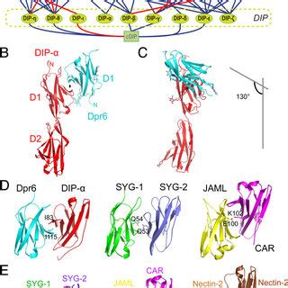 The Dpr Ome Network And The Structure Of The Dpr DIP Complex A The