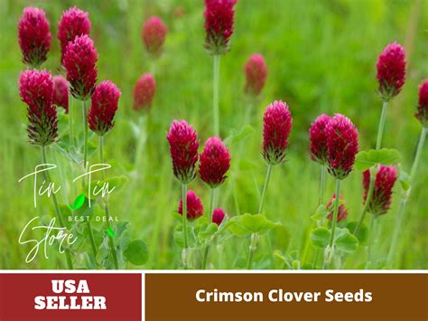 Red Clover Seed