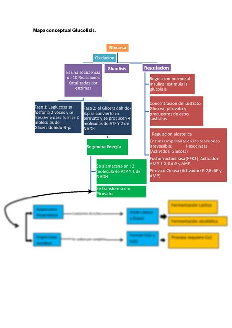 Solution Mapa Conceptual De La Glucolisis Studypool The Best Porn Website