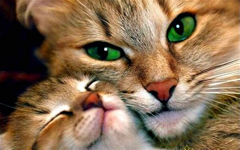 Beautiful Cats wallpaper | 2560x1600 | #58071