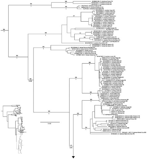 Maximum Likelihood Phylogram Depicting Relationships Within The