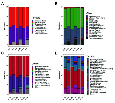 The Composition Of The Gut Microbiome In Experimental Mice Before And